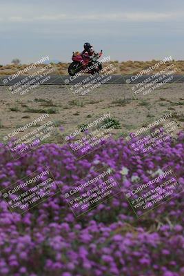 media/Jan-14-2023-SoCal Trackdays (Sat) [[497694156f]]/Turn 14 Exit Bloomig (145pm)/